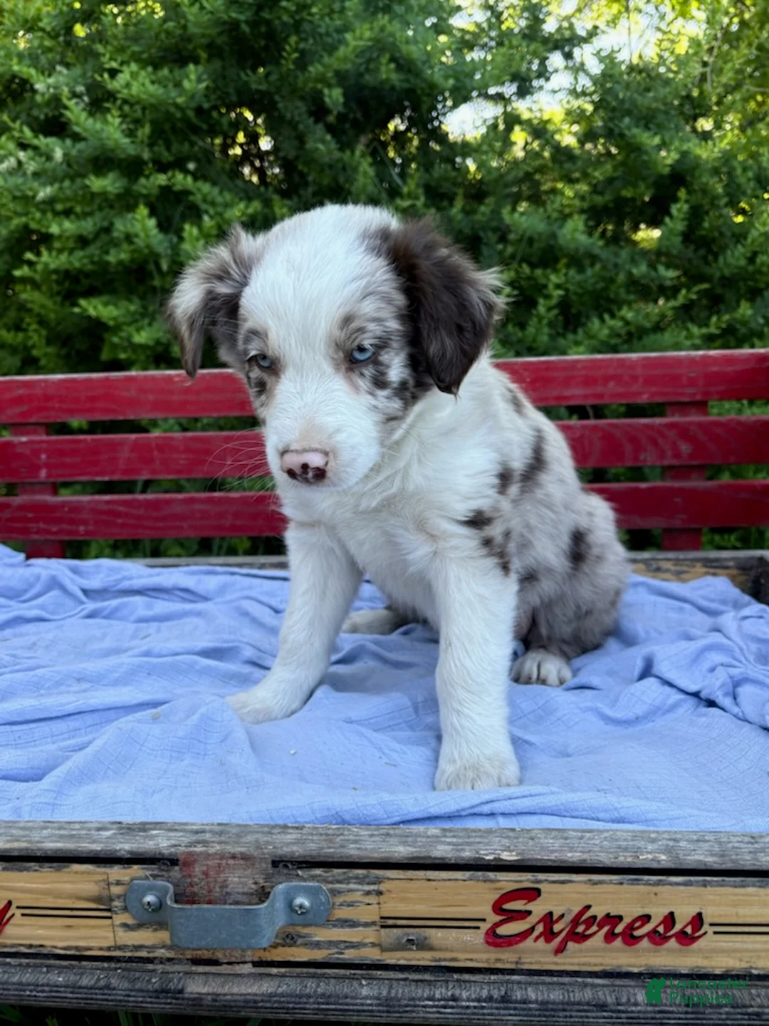 Australian Shepherd dogs for sale: Riley - Ad 2