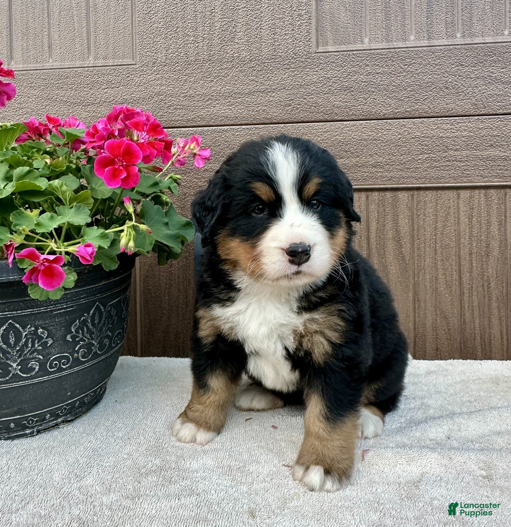 Bernese Mountain Dog dogs Raine  - Ad 2