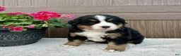 Bernese Mountain Dog dogs for sale: Raine  - Ad 2