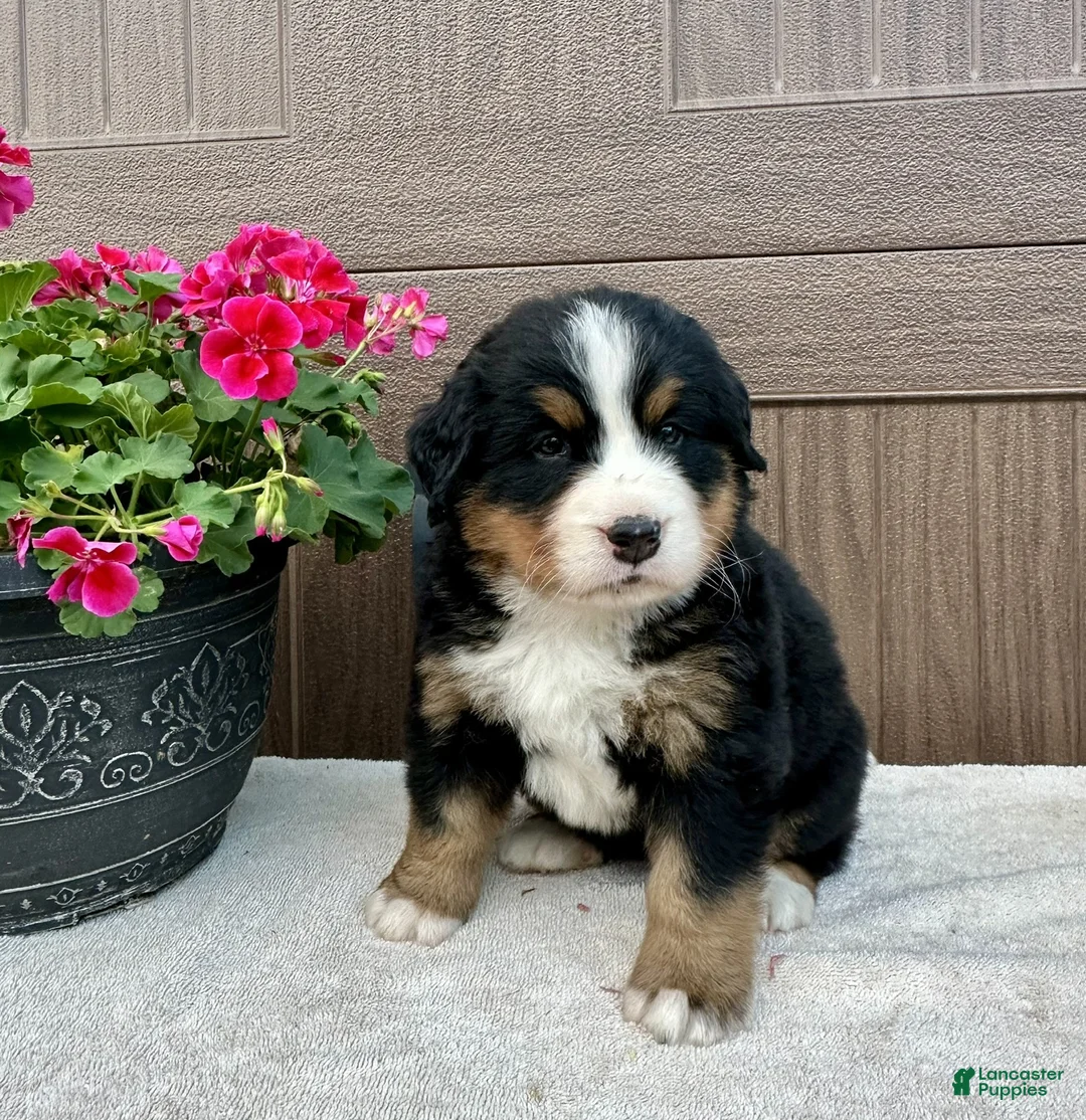 Bernese Mountain Dog dogs for sale: Raine  - Ad 2