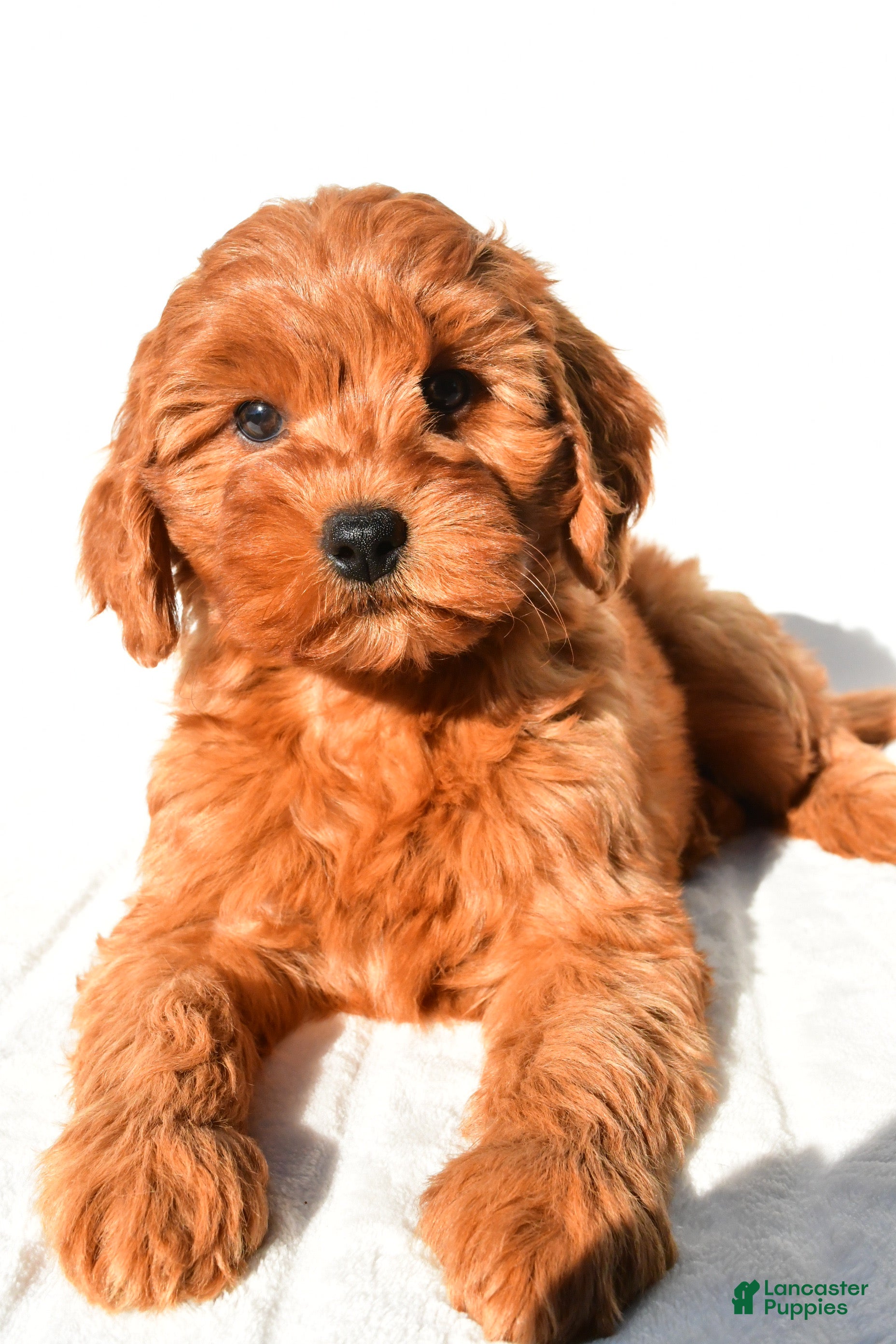 Mini Goldendoodle dogs Ellie - Ad 2