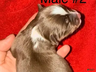 Toy Australian Shepherd dogs for sale: Toy Australian Shepherd 2 - Ad 4