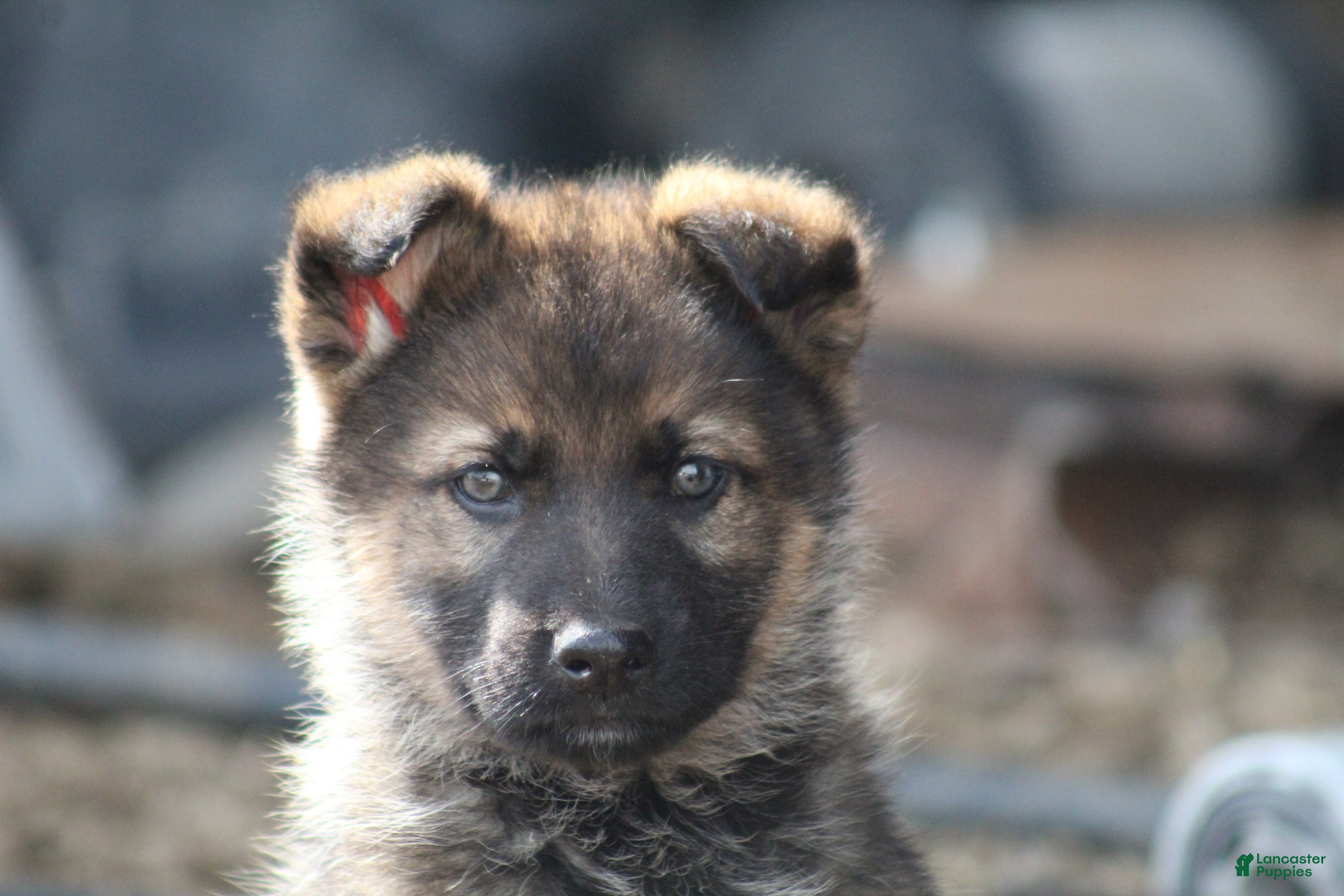 German Shepherd dogs German Shepherd Puppy 1 - Ad 2