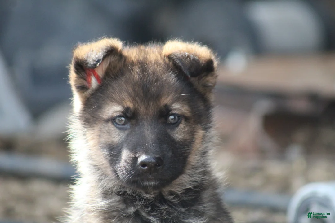 German Shepherd dogs for sale: German Shepherd Puppy 1 - Ad 2