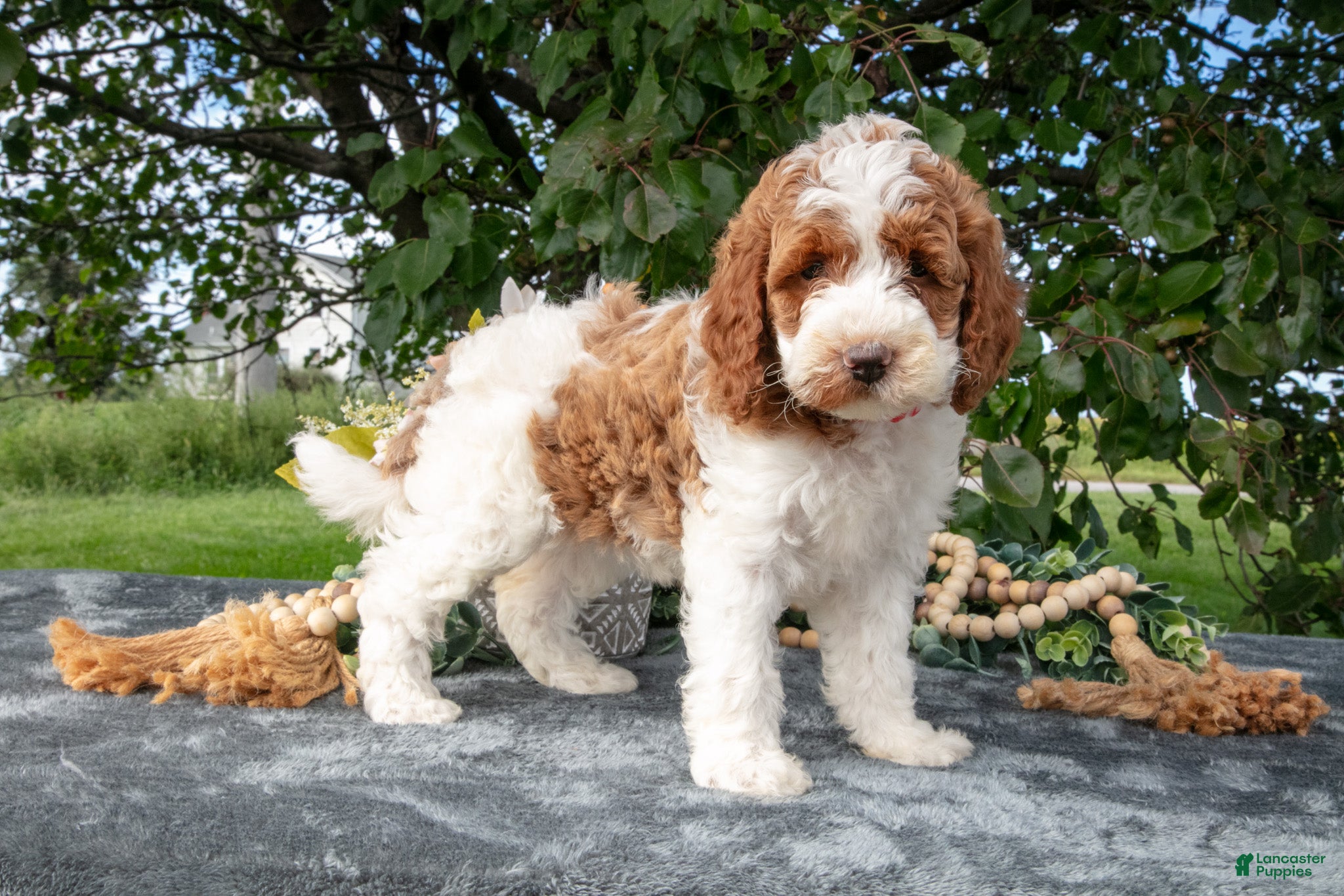 Miniature Poodle dogs Tinkerbell - Ad 2