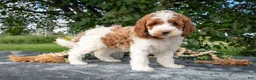 Miniature Poodle dogs for sale: Tinkerbell - Ad 2