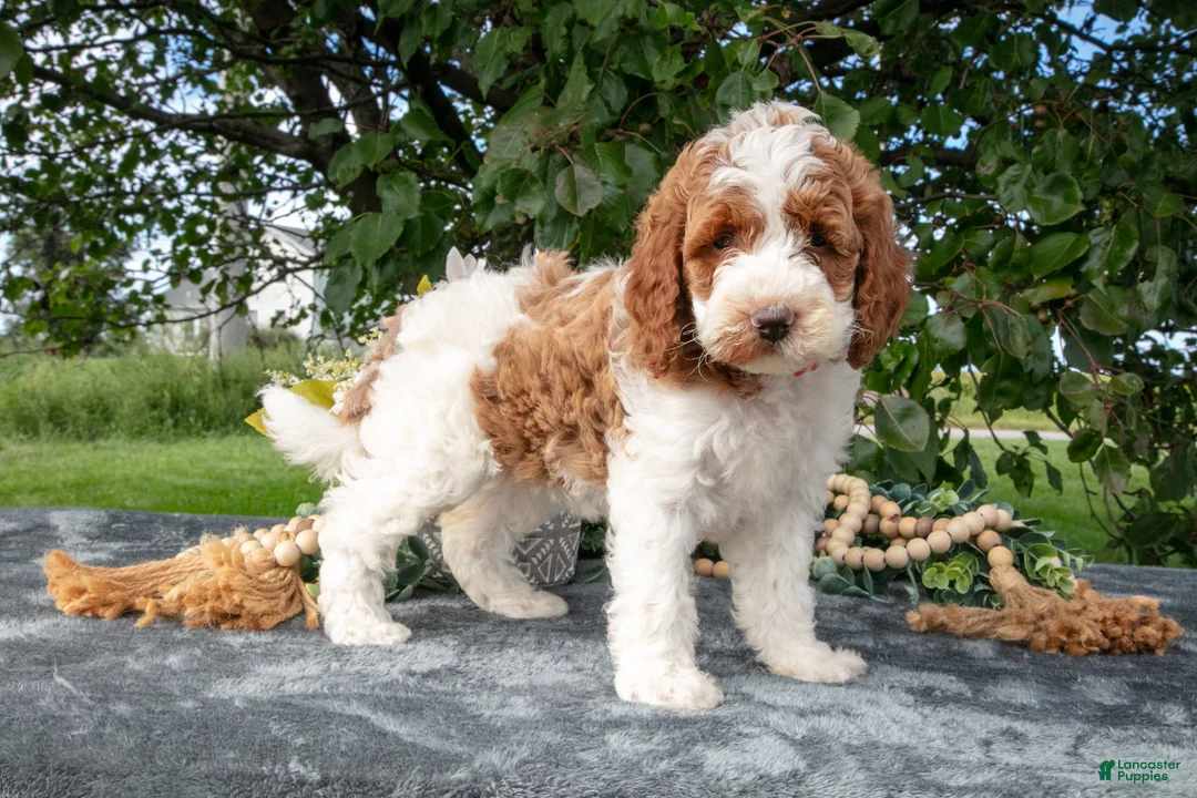 Miniature Poodle dogs for sale: Tinkerbell - Ad 2