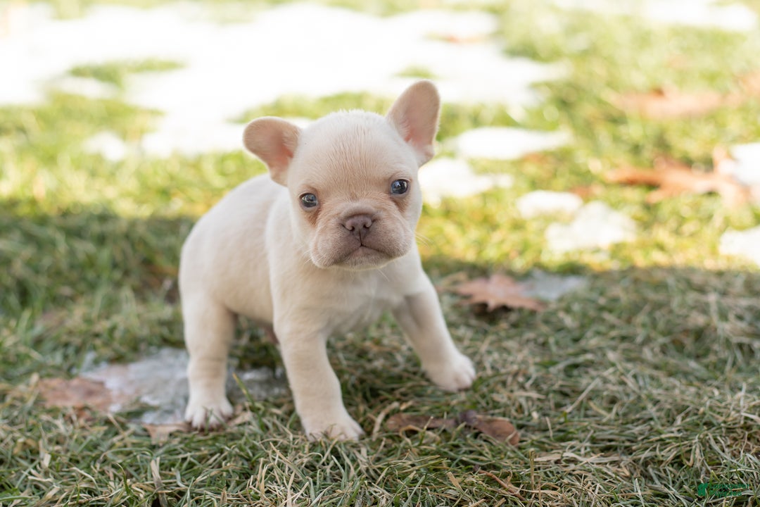 French Bulldog dogs for sale: Daryl - Ad 4
