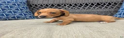 Miniature Dachshund dogs for sale: Black boy  - Ad 4