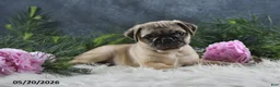 Pug dogs for sale: Greg - Ad 20