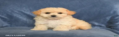 Ned
