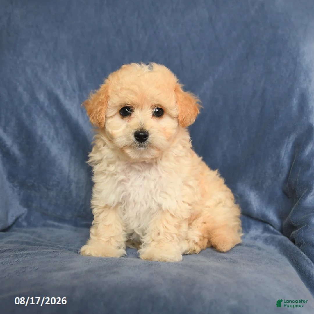 Maltipoo dogs for sale: Ned - Ad 1