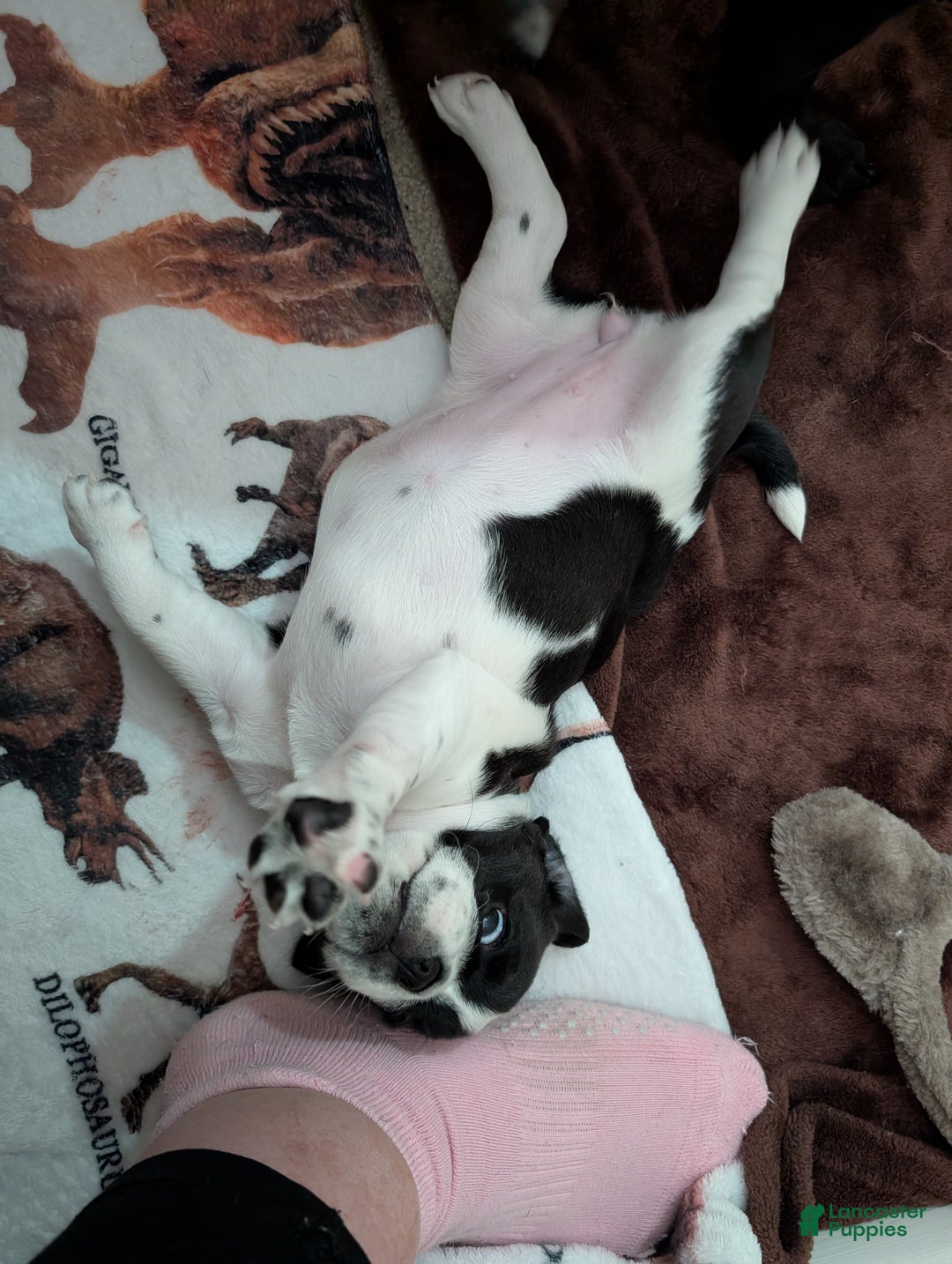 Puggle dogs for sale: Puggle Puppy 1 - Ad 3