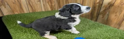 Mini Aussiedoodle dogs for sale: Sunset Boy 3 - Ad 4