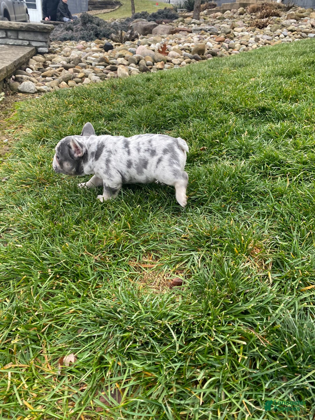 French Bulldog dogs for sale: Sammy - Ad 13