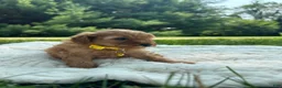 Miniature Poodle dogs for sale: Teddy - Ad 6
