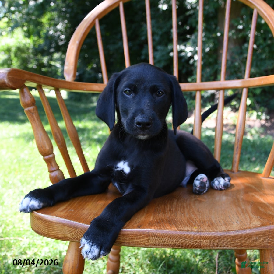 Mixed Breed dogs Spot - Ad 2