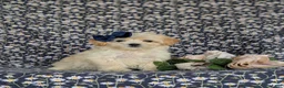 Maltipoo dogs for sale: Buffy 8 lbs Full Grown - Ad 3