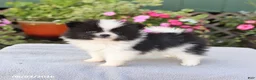Pomeranian dogs for sale: Cream Puff - Ad 5