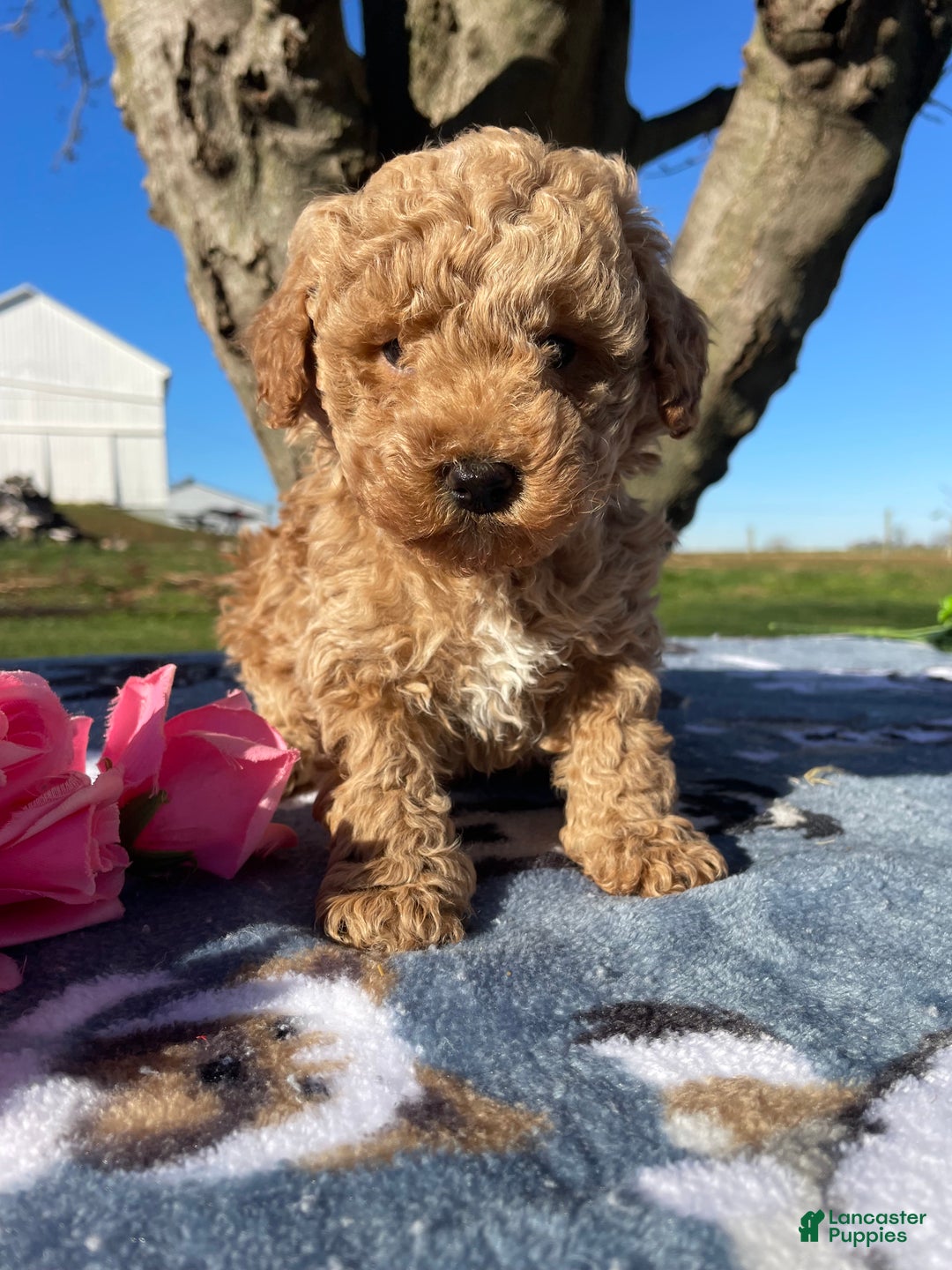 Miniature Poodle dogs for sale: Charlie - Ad 3