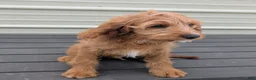 Cavapoo dogs for sale: Glacier - Ad 13