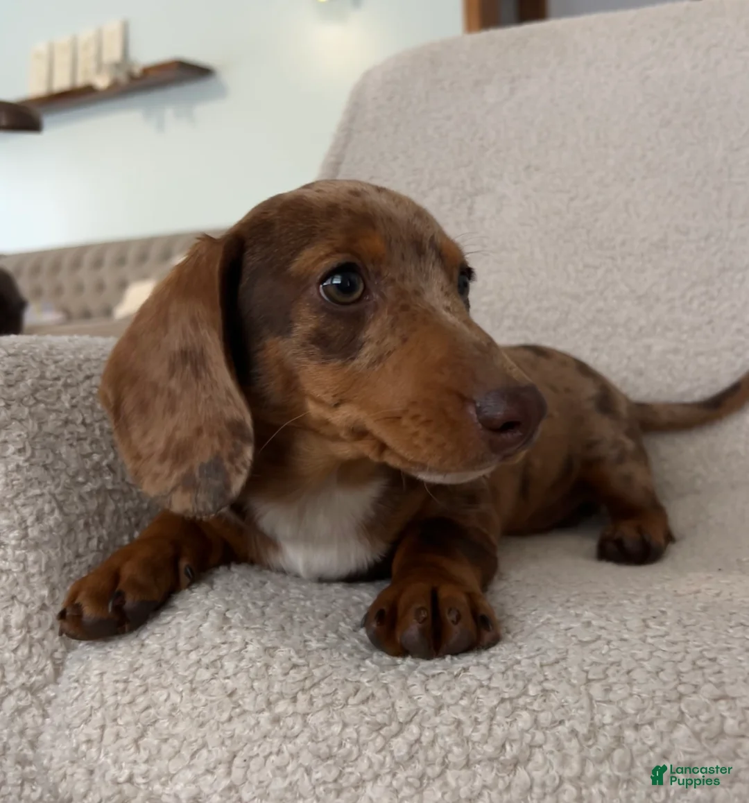 Miniature Dachshund dogs for sale: Dasher - Ad 2