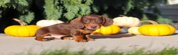 Dachshund dogs for sale: Mudge - Ad 5