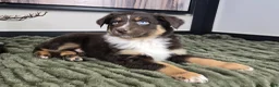 Miniature Australian Shepherd dogs for sale: Scooter  - Ad 7