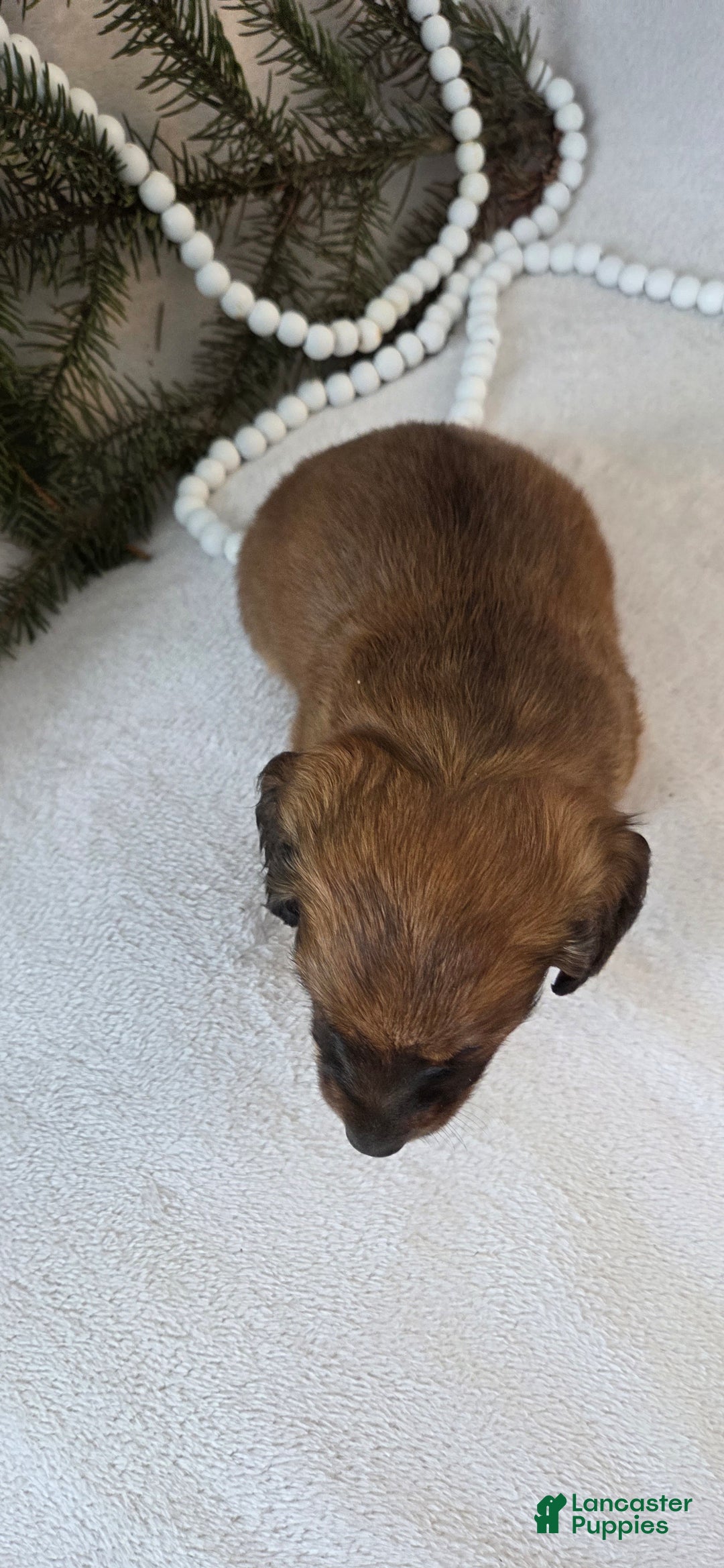Miniature Dachshund dogs for sale: Mocha - Ad 3