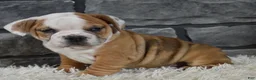 Beabull dogs for sale: Tessa  - Ad 4