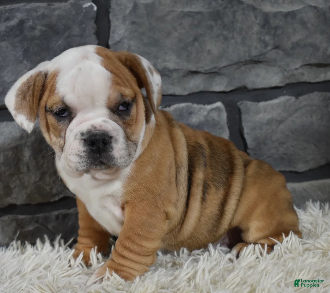 Beabull dogs for sale: Tessa  - Ad 4