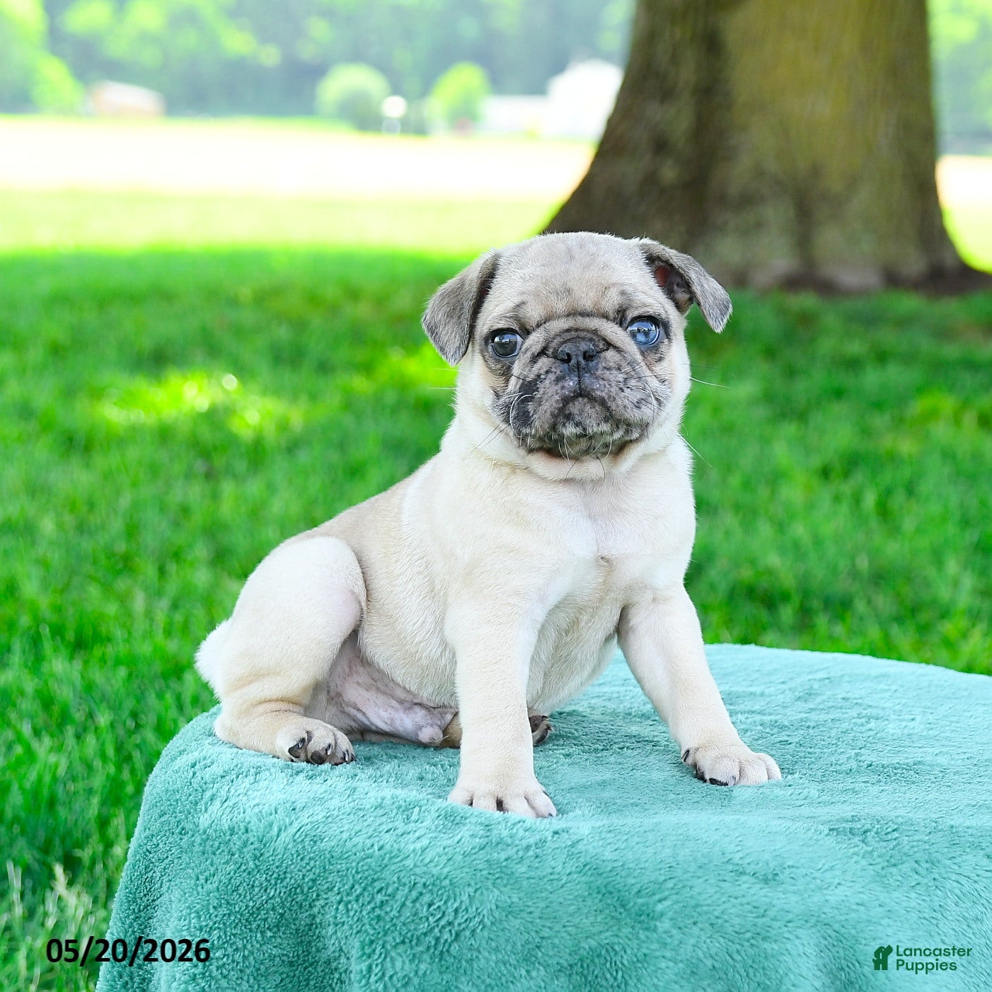 Pug dogs for sale: Sebastian - Ad 2