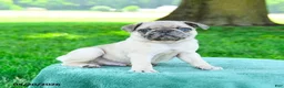 Pug dogs for sale: Sebastian - Ad 1