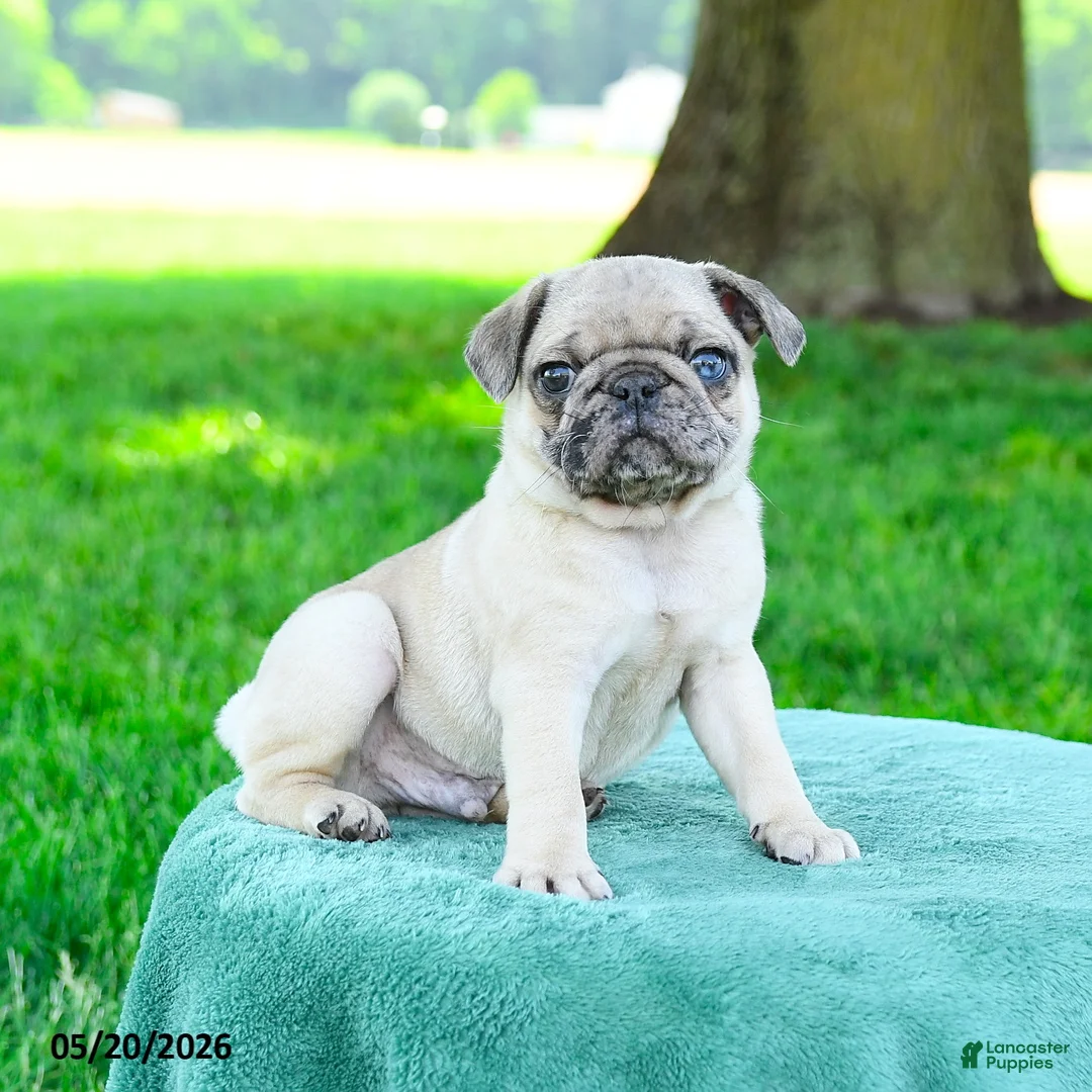 Pug dogs for sale: Sebastian - Ad 1