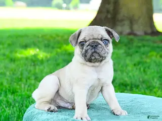 Pug dogs for sale: Sebastian - Ad 2