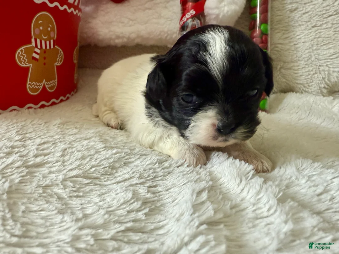 Shihpoo dogs for sale: Glinda  - Ad 13