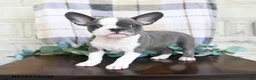 Frenchton dogs for sale: Jessica - Ad 3