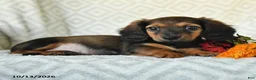 Miniature Dachshund dogs for sale: Dolly - Ad 5