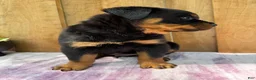 Rottweiler dogs for sale: Fritz - Ad 12