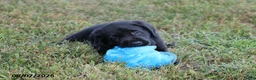 Goldador dogs for sale: Jetta - Ad 3