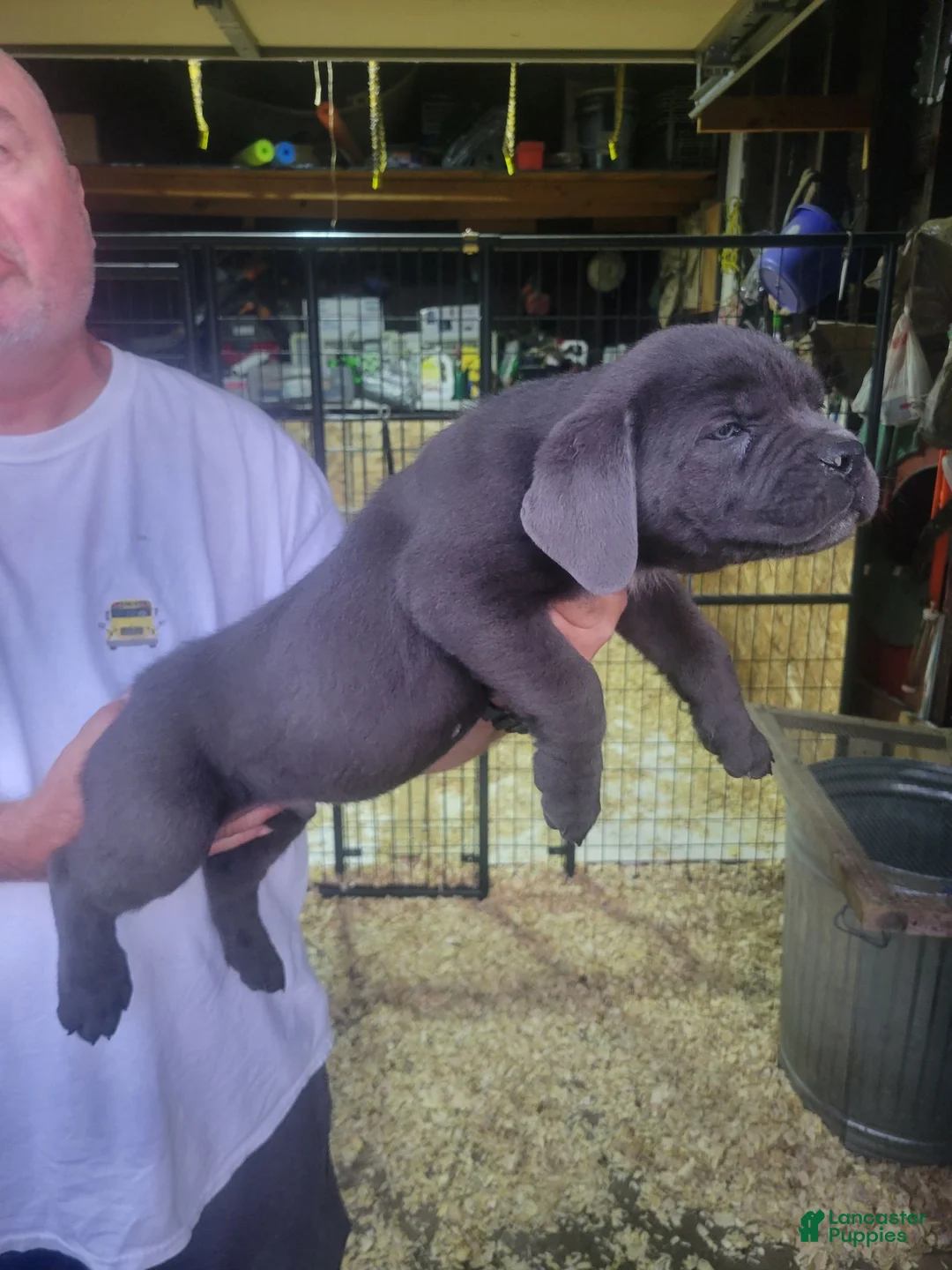 Cane Corso dogs for sale: Cane Corso 3 - Ad 3