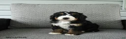 Bernedoodle dogs for sale: Stanley - Ad 3