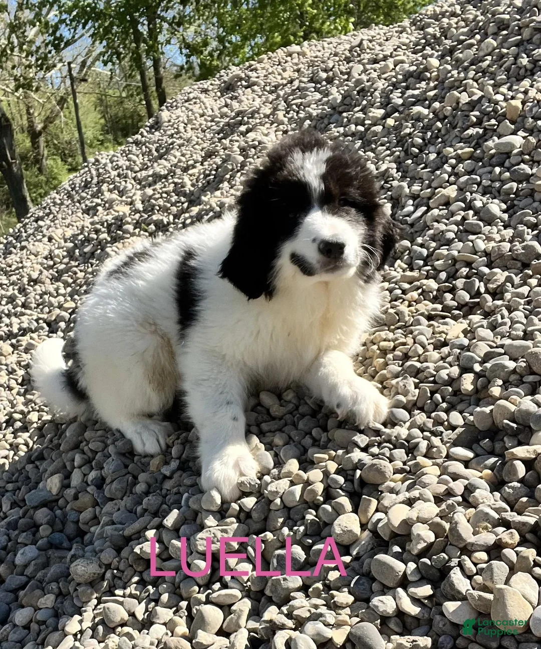 Great Pyrenees dogs for sale: Great Pyrenees Puppy 6 Luella - Ad 2