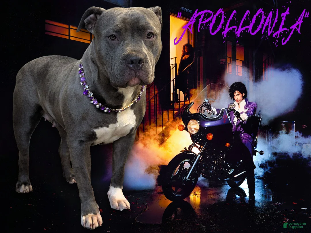 American Bully dogs for sale: "BRAD PITT" UKC REGISTERD - Ad 8