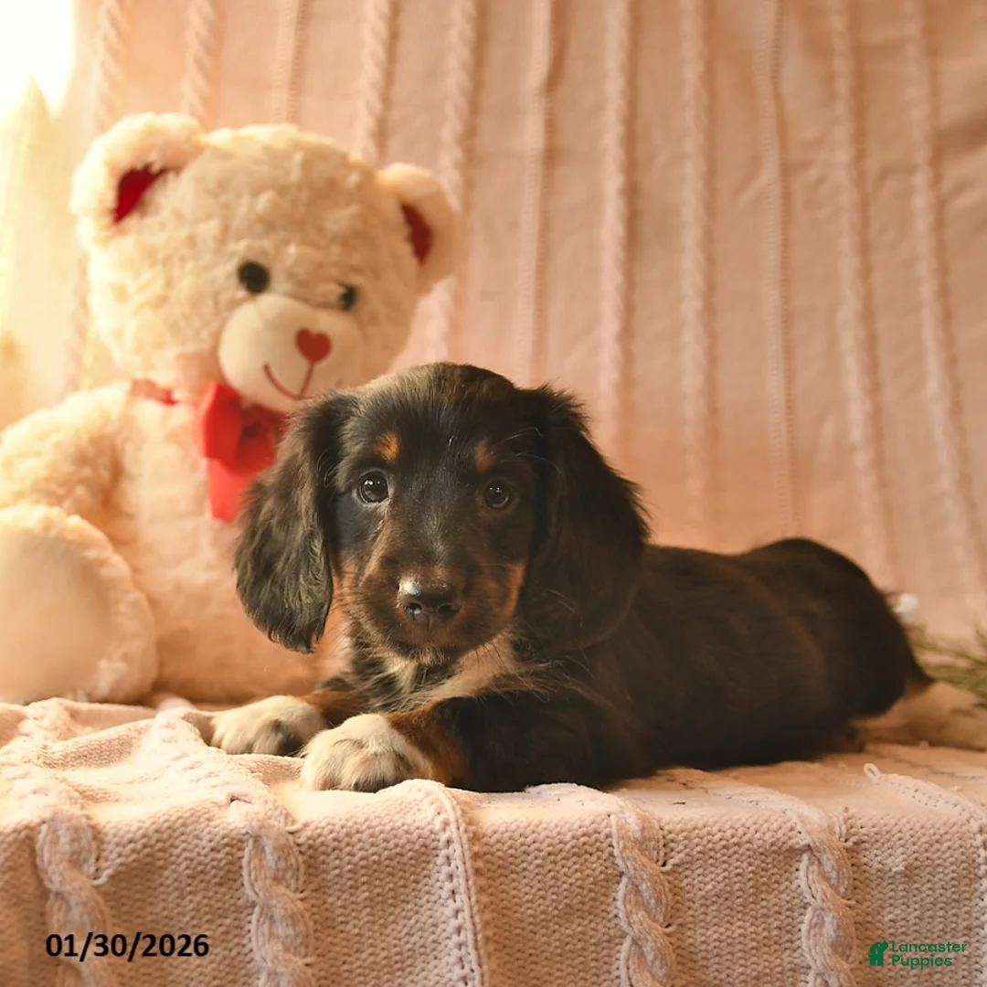 Miniature Dachshund dogs for sale: Jarvis  - Ad 4
