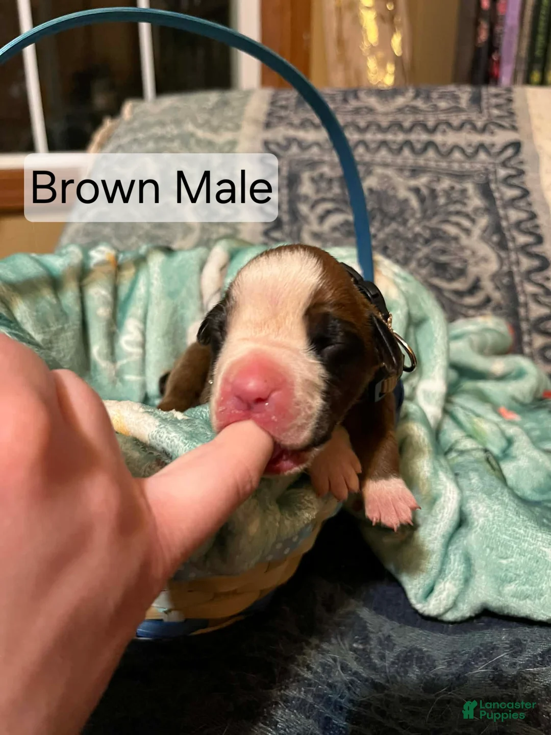Boxer dogs for sale: Brown Male  - Ad 2
