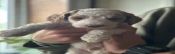 Standard Poodle dogs for sale: Standard Poodle Puppy 3 - Ad 3