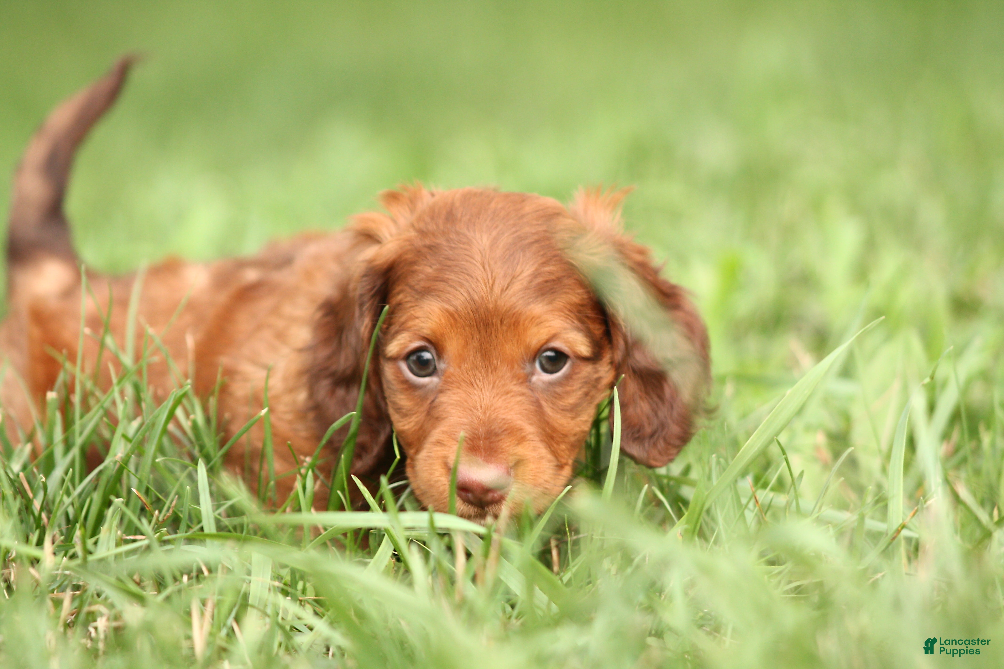 Dachshund dogs Saffron - Ad 2