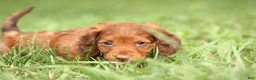 Dachshund dogs for sale: Saffron - Ad 2