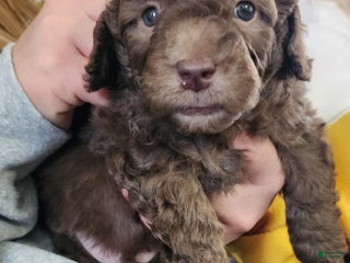 Shihpoo dogs Gregory - Ad 38